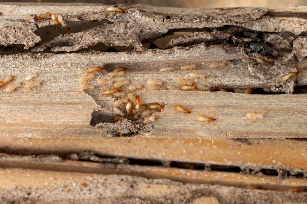 Best Ant Control Services  in Robins, IA